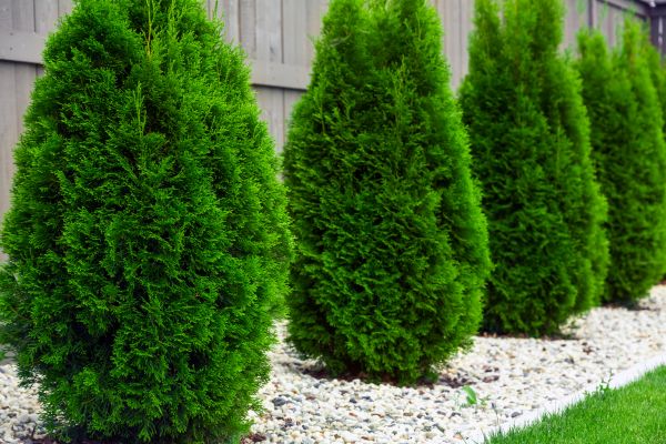 Arborvitae Planting in Punta Gorda