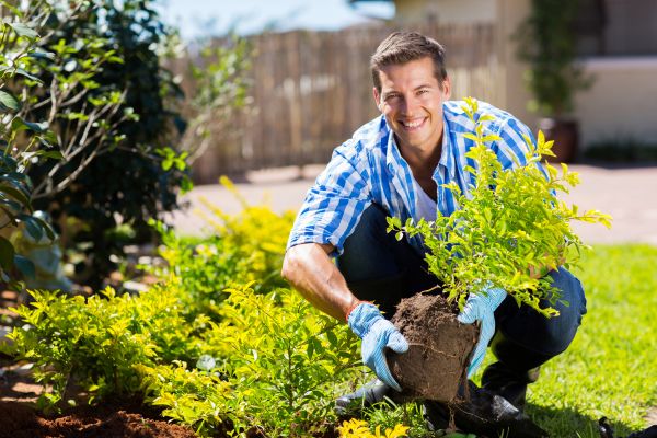 Bush Planting Service in Punta Gorda
