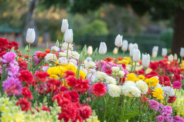 Gardening Service in Punta Gorda