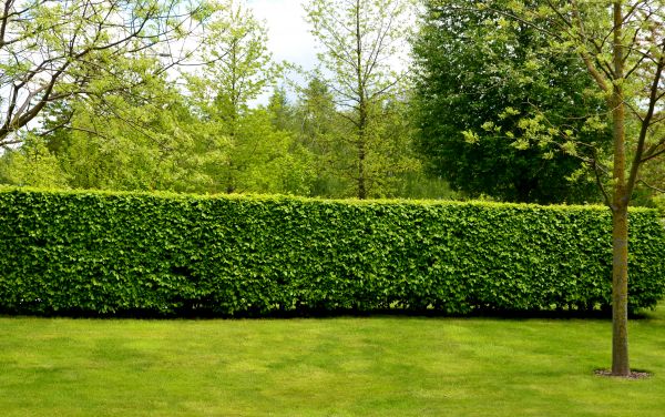 Hedge Planting in Punta Gorda