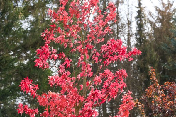 Japanese Maple Planting in Punta Gorda