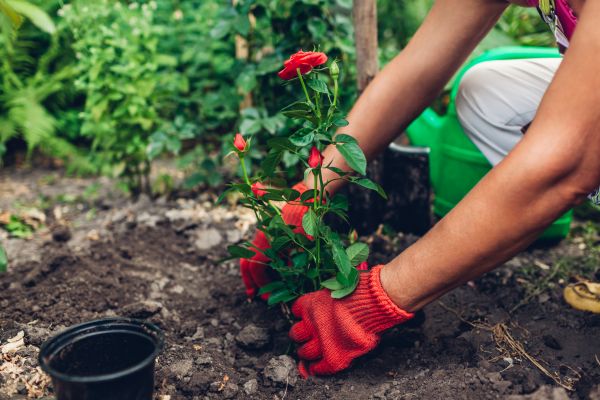 Planting Service in Punta Gorda