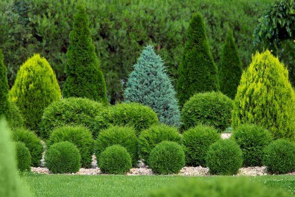 Shrub Installation in Punta Gorda