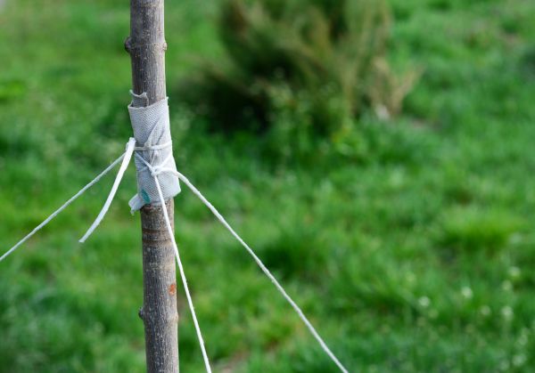 Tree Staking Service in Punta Gorda