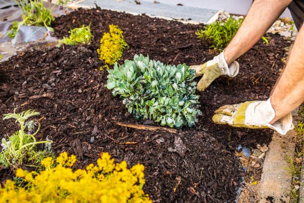 Weeding And Mulching in Punta Gorda