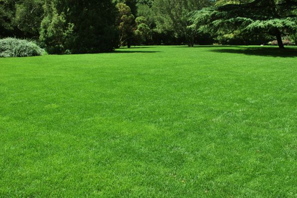 Lawn Landscaping in Punta Gorda