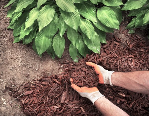 Shredded Mulch Service in Punta Gorda