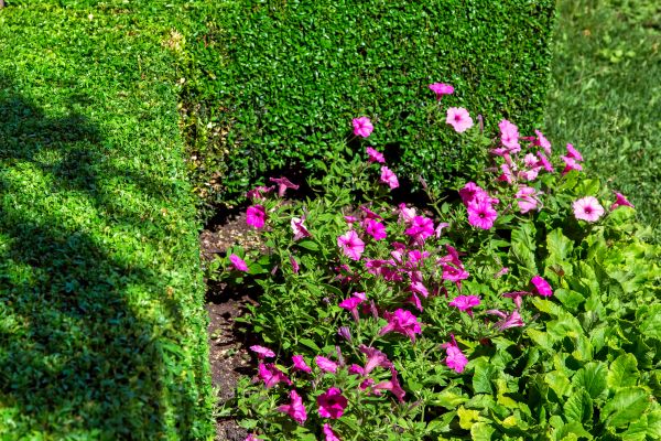 Softscaping Service in Punta Gorda