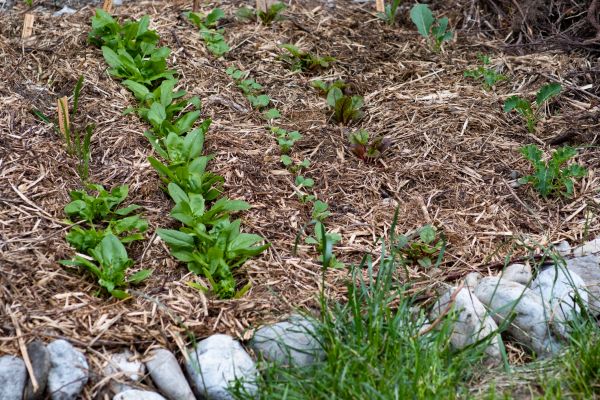 Mulch Service in Punta Gorda