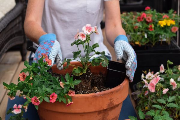 Plant Care Service in Punta Gorda