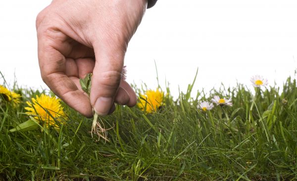 Lawn Weeding in Punta Gorda