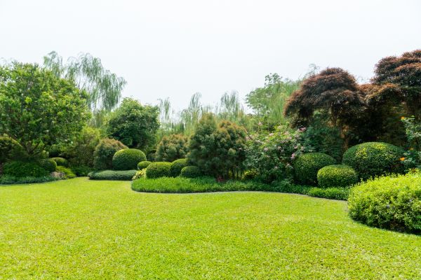 Tree Landscaping in Punta Gorda
