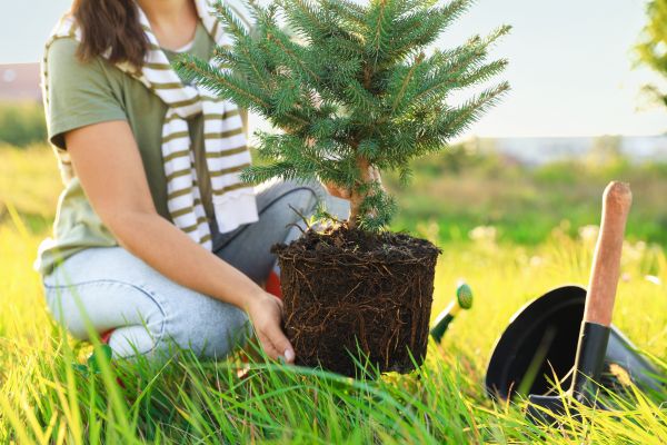 Spruce Tree Planting in Punta Gorda