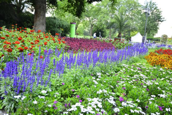 Perennials Planting in Punta Gorda