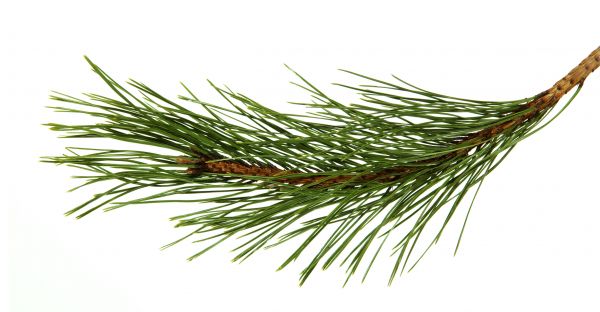 Pine Needles Installation in Punta Gorda