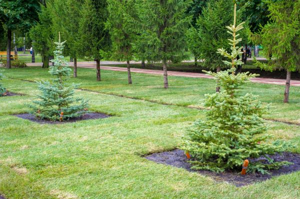 Privacy Trees Planting in Punta Gorda