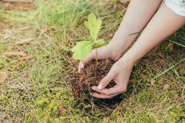 Oak Tree Planting in Punta Gorda
