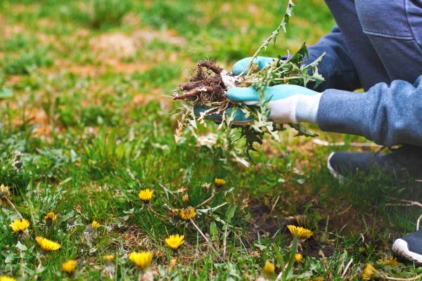 Flower Bed Clearing in Punta Gorda