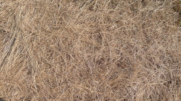 Pine Straw Replacement in Punta Gorda