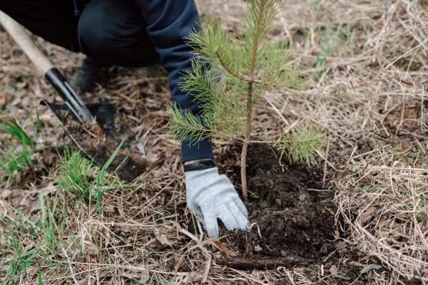Pine Tree Planting in Punta Gorda