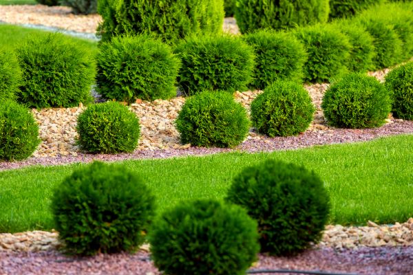Bush Replacement in Punta Gorda