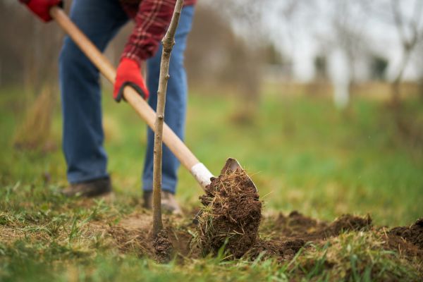 Trees Planting in Punta Gorda