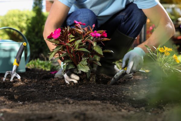 Plant Replacement in Punta Gorda
