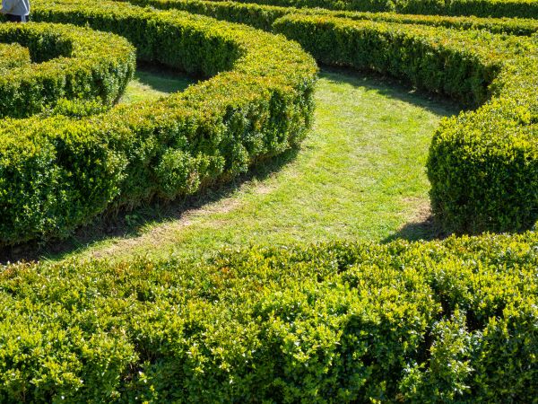 Bush Landscaping in Punta Gorda
