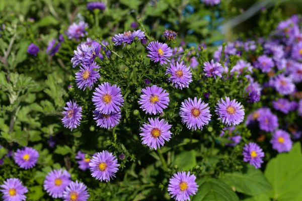 Perennial Flower Planting in Punta Gorda