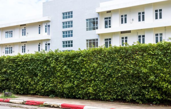 Privacy Landscaping in Punta Gorda