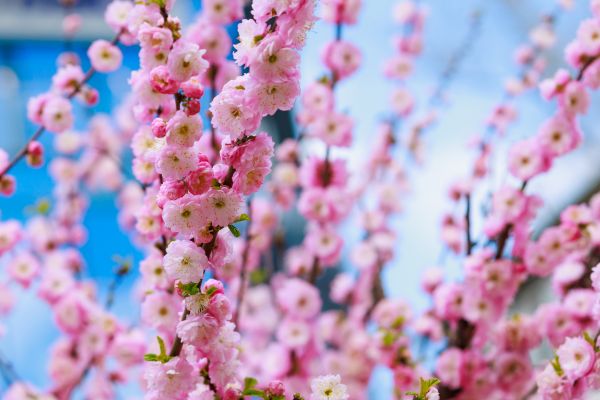 Japanese Cherry Tree Planting in Punta Gorda