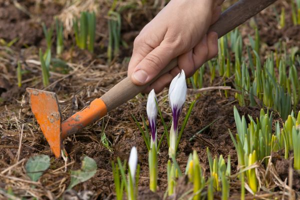 Flower Garden Weeding in Punta Gorda