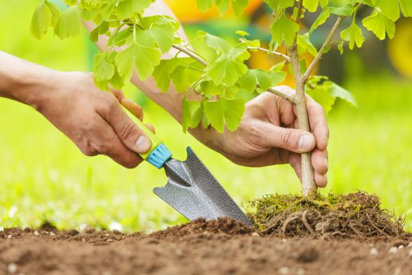 Fruit Tree Planting in Punta Gorda