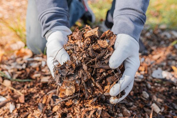 Shredded Mulch Installation in Punta Gorda