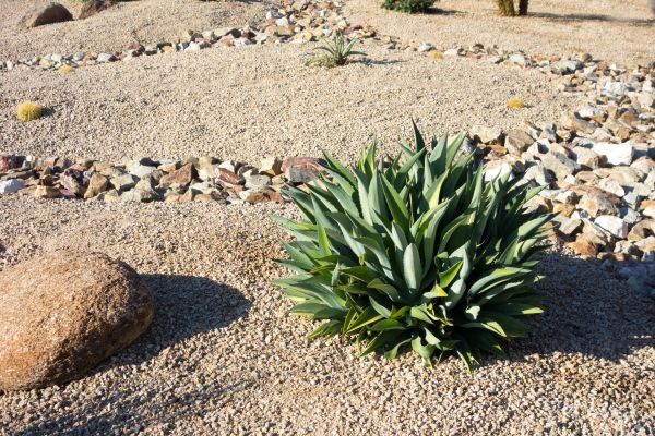 Xeriscaping Service in Punta Gorda