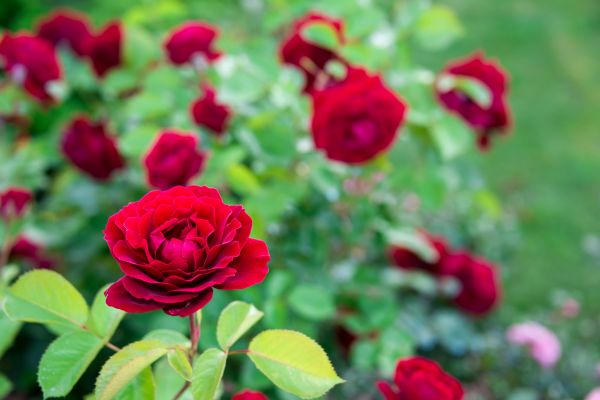 Rose Planting in Punta Gorda