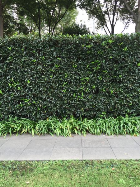 Privacy Shrub Planting in Punta Gorda