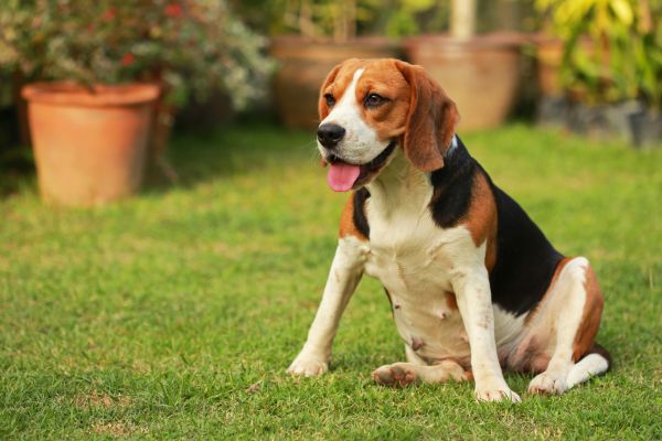 Dog Friendly Landscaping in Punta Gorda
