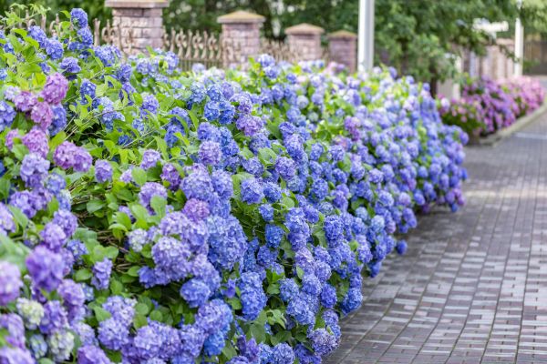 Hydrangea Landscaping in Punta Gorda