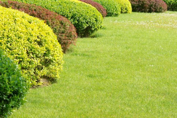 Shrubbery Planting in Punta Gorda