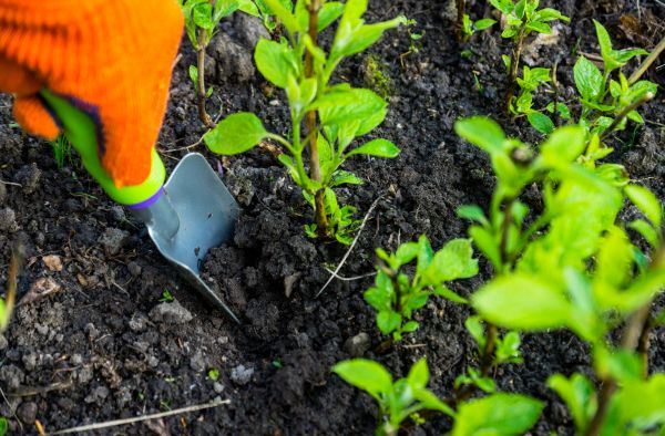 Hydrangea Planting in Punta Gorda