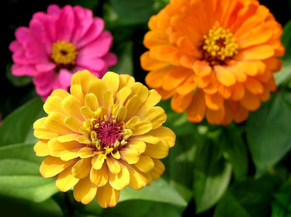 Zinnia Planting in Punta Gorda