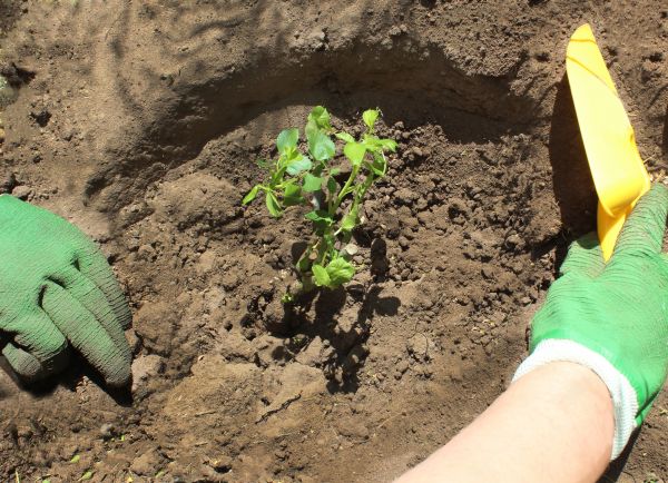 Rose Bush Planting in Punta Gorda