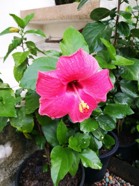 Hibiscus Planting in Punta Gorda