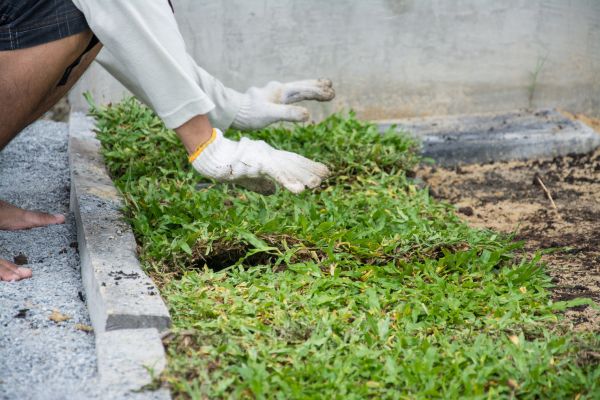 Ground Cover Planting in Punta Gorda