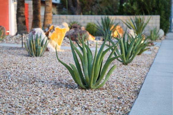 Drought Resistant Landscaping in Punta Gorda