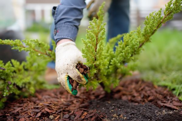 Church Mulching in Punta Gorda