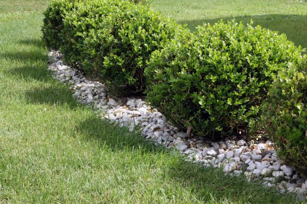 Boxwood Planting in Punta Gorda