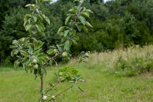 Apple Tree Planting in Punta Gorda